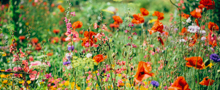 Flower Landscaping