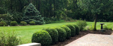 Shrubs and Trees Landscaping